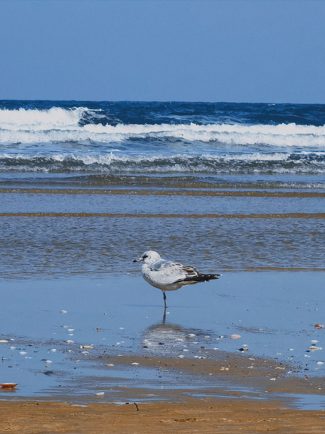 在烟台听海浪拍岸 看海鸥盘旋
