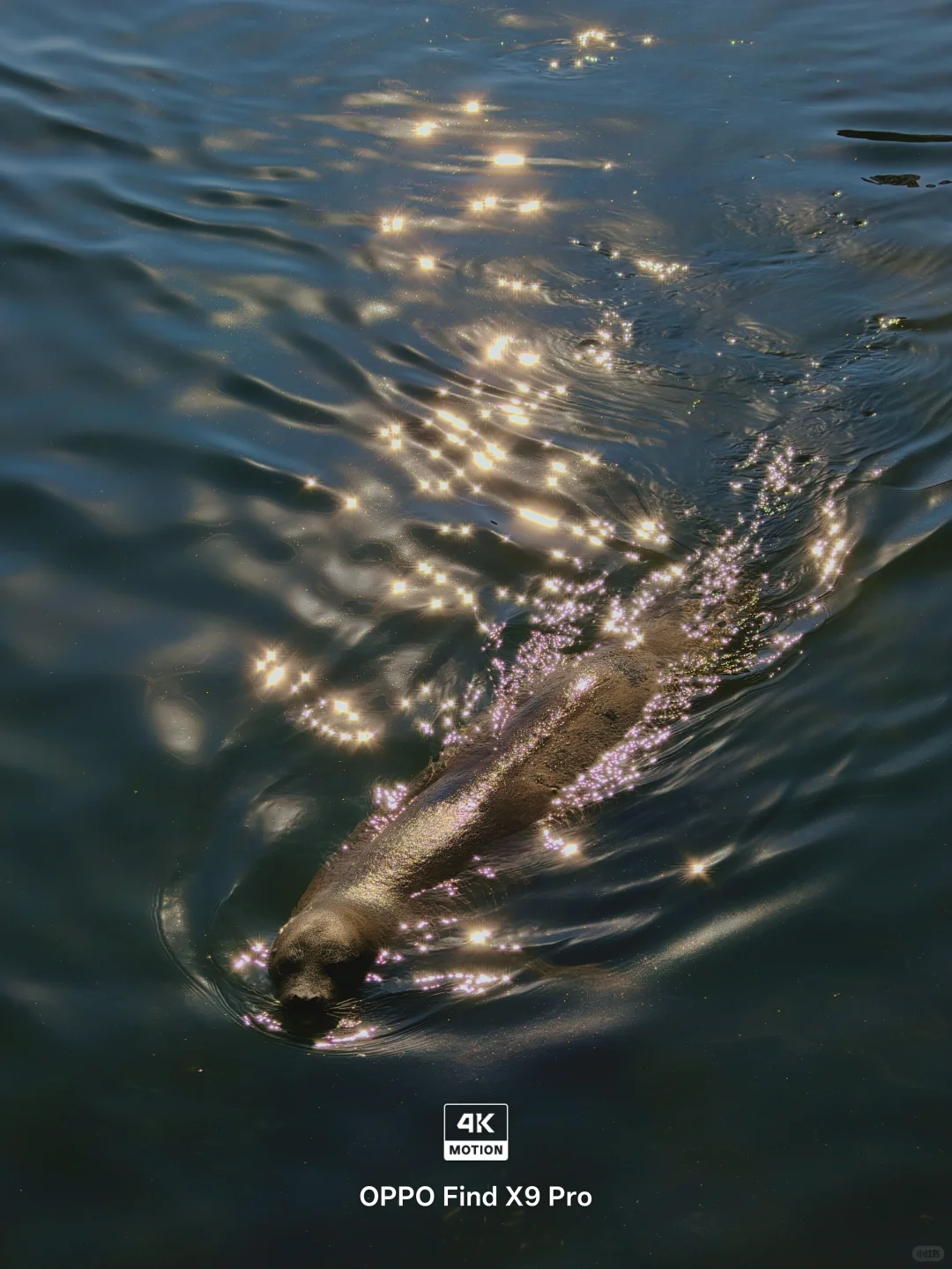 live图，淡季的烟台真是人间理想‼️