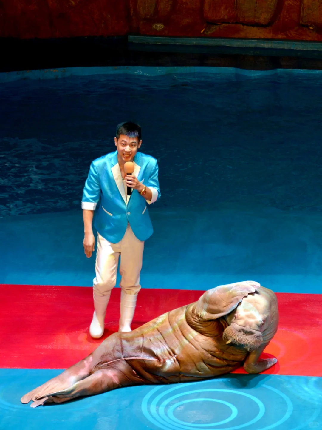 带小朋友在烟台海昌鲸鲨海洋公园畅游🐳