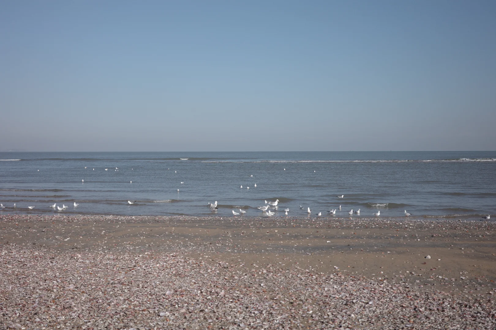 这片粉色沙滩美到犯规！！