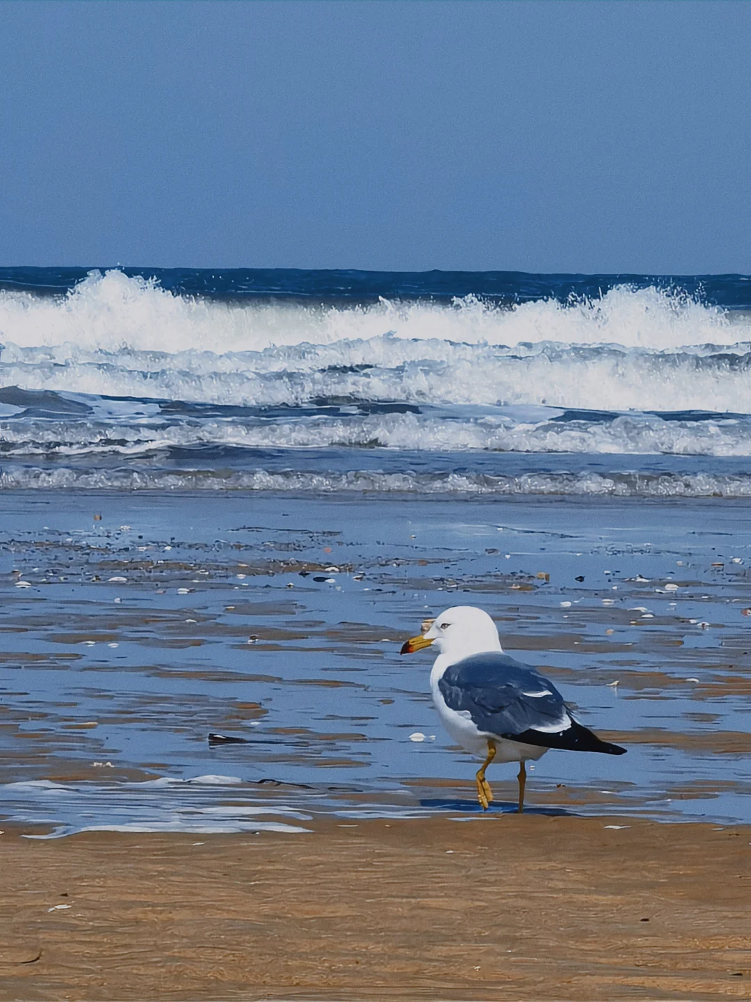 在烟台听海浪拍岸 看海鸥盘旋