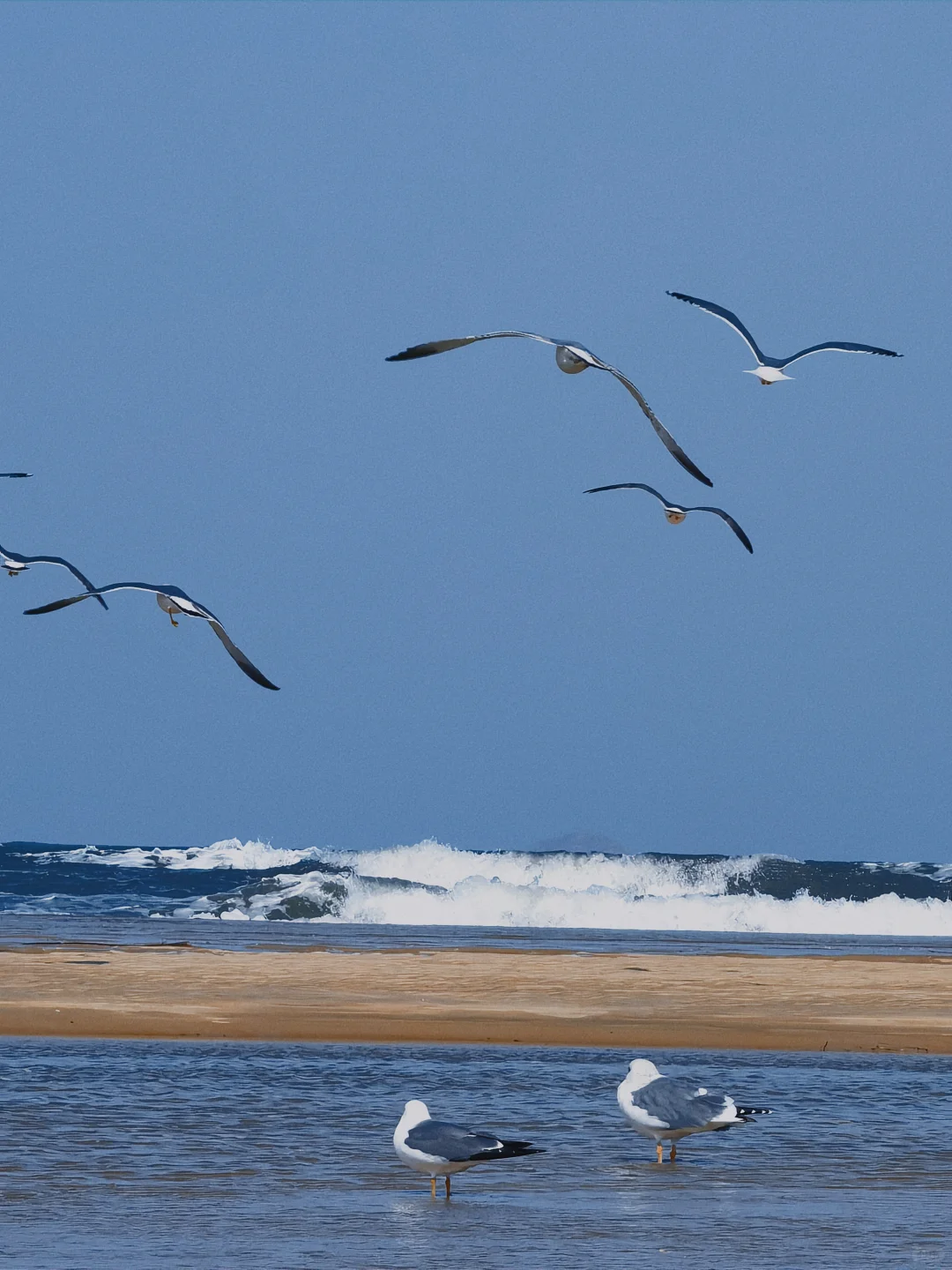 在烟台听海浪拍岸 看海鸥盘旋