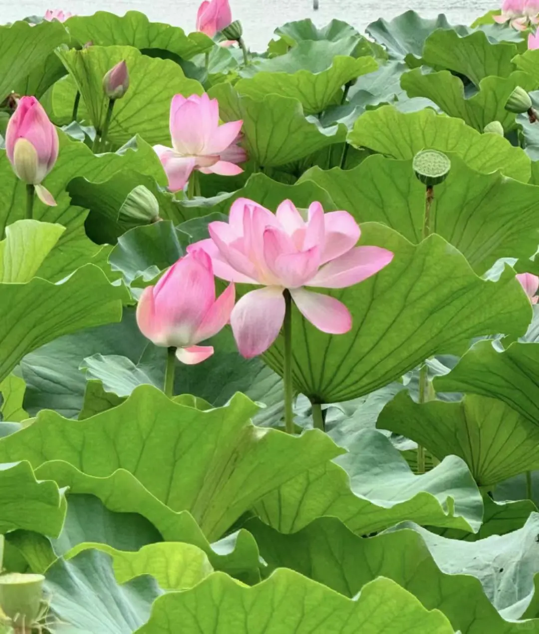 被赞爆了的朋友圈文案🥳｜📍𝐉𝐢 𝐍𝐚𝐧