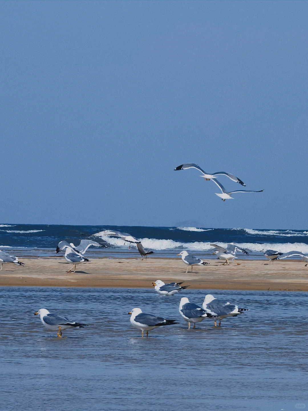 在烟台听海浪拍岸 看海鸥盘旋