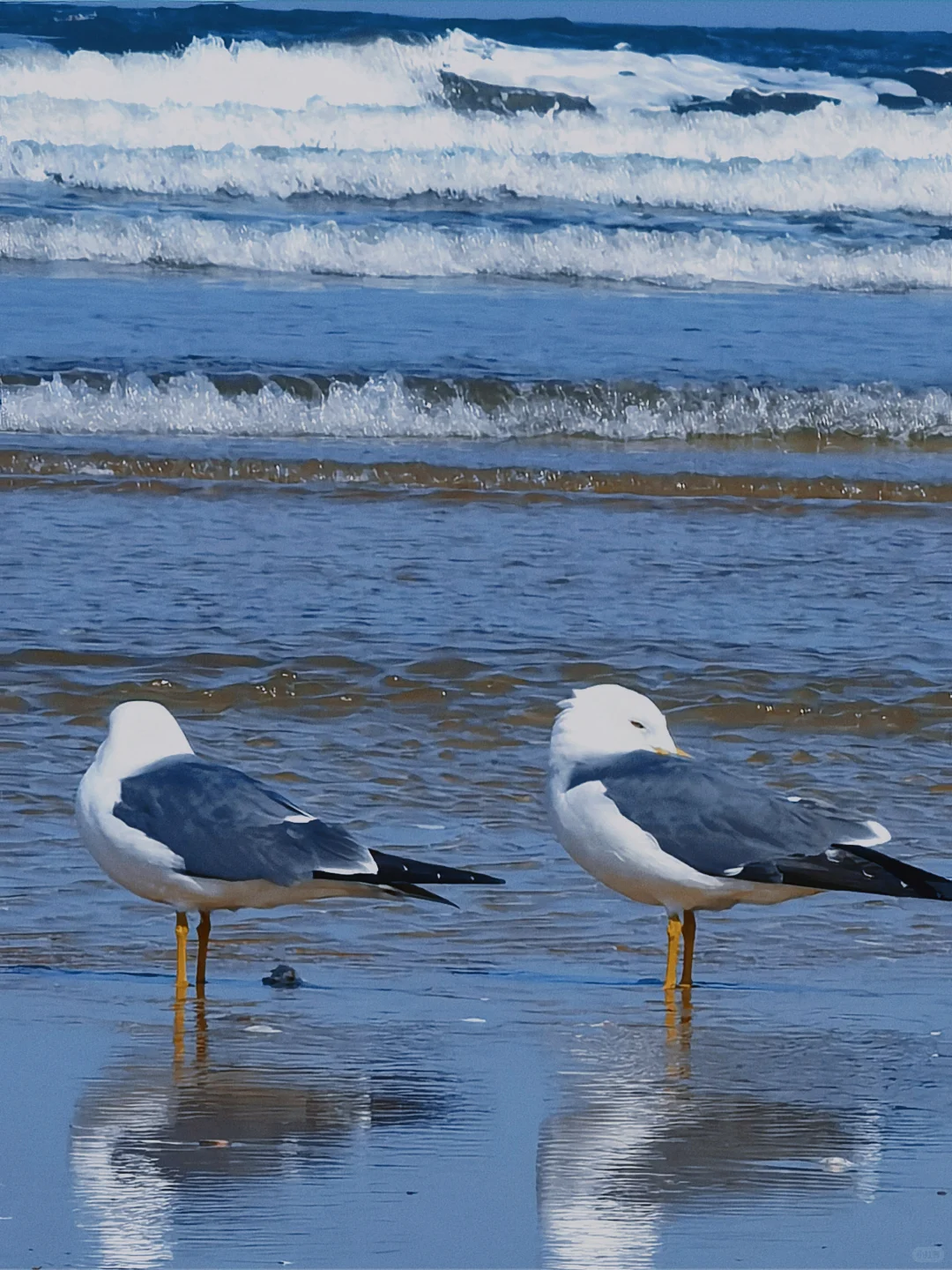 在烟台听海浪拍岸 看海鸥盘旋
