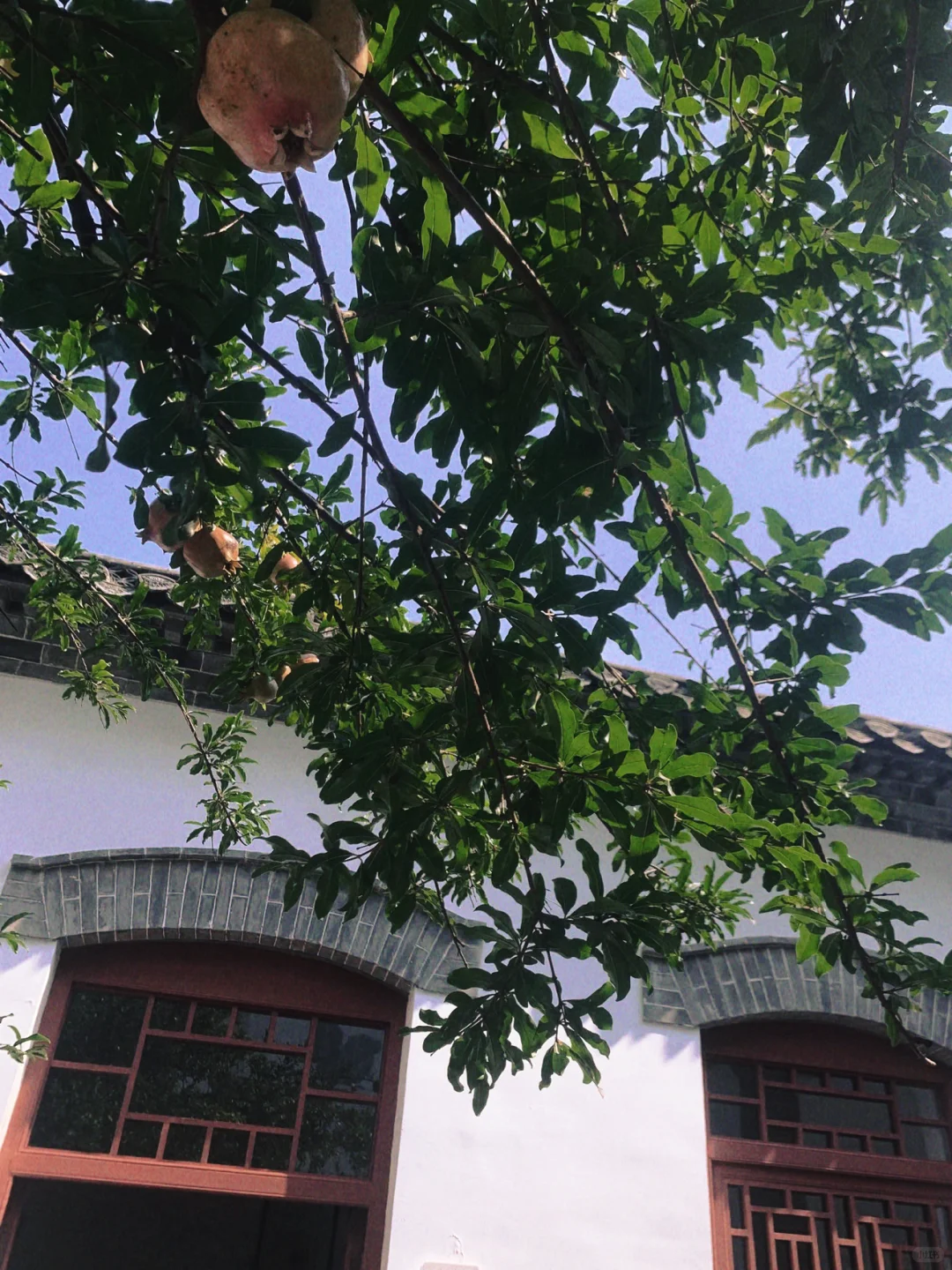 靠着老舍逛济南的冬天～超美citywalk路线