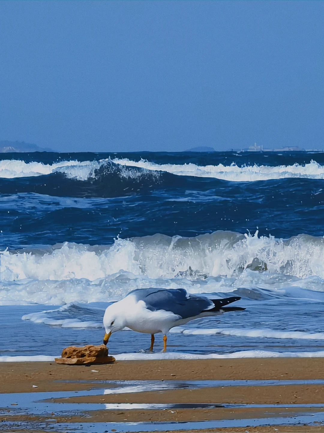 在烟台听海浪拍岸 看海鸥盘旋