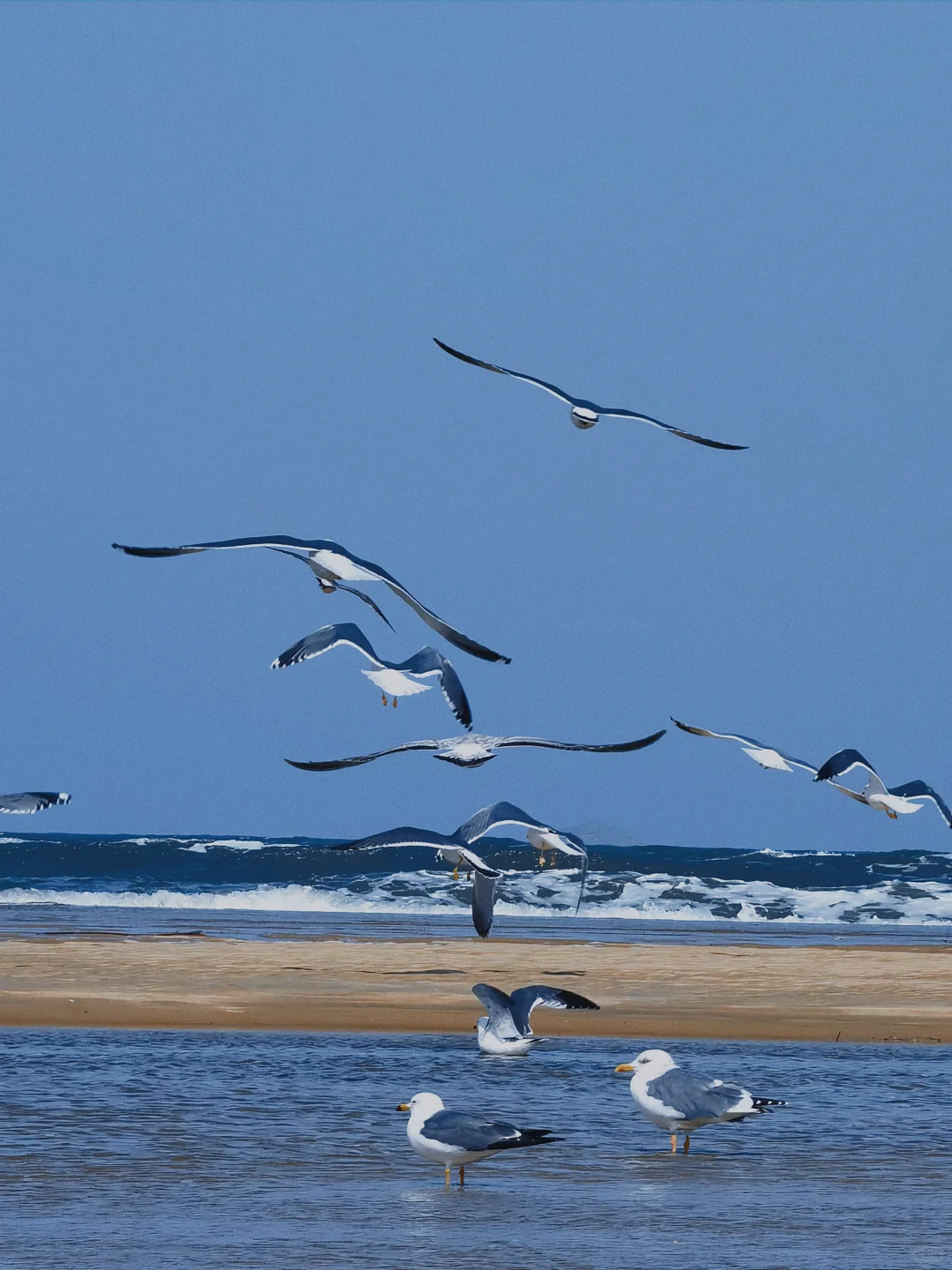 在烟台听海浪拍岸 看海鸥盘旋