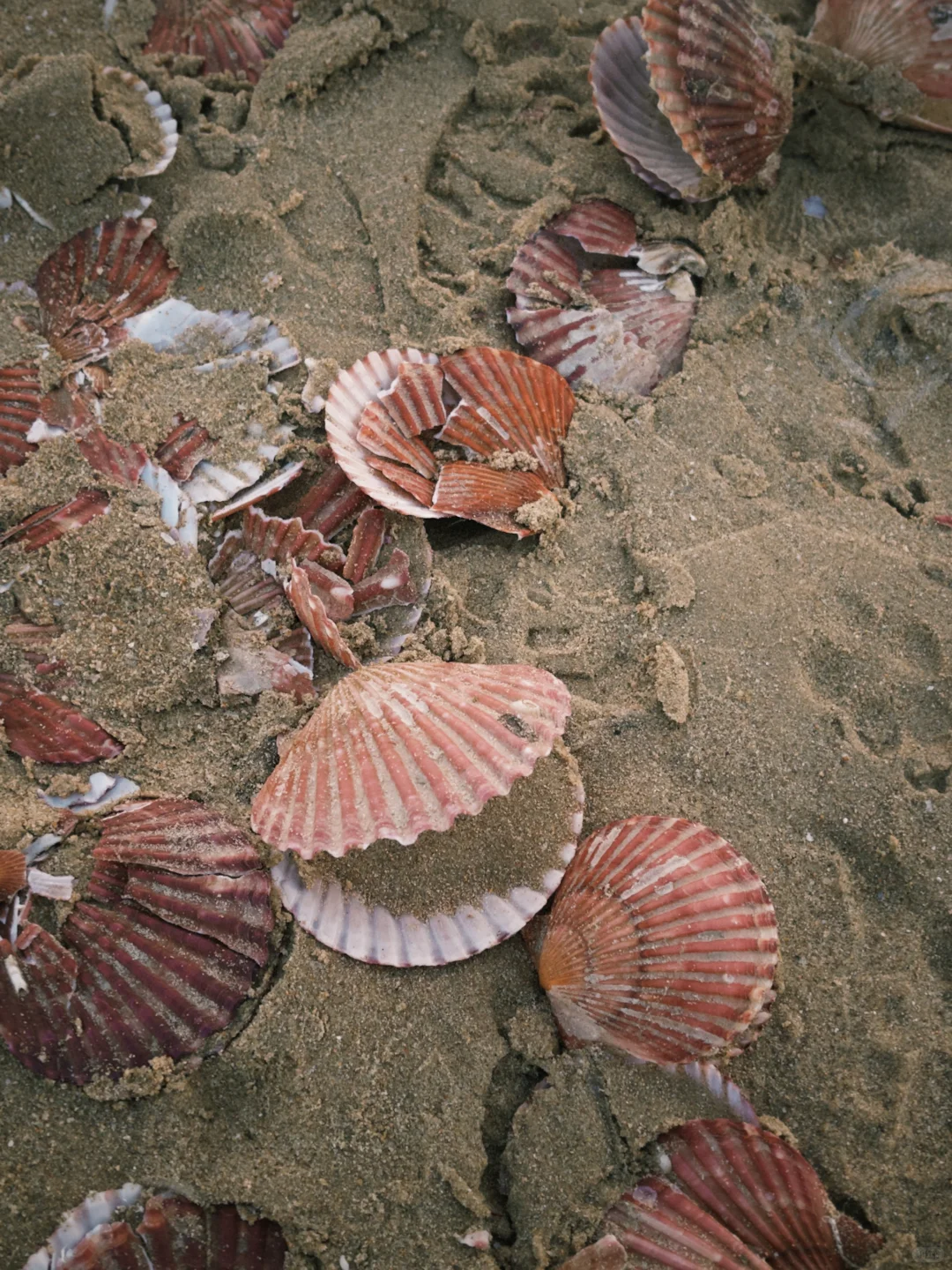 爱上淡季没有人的烟台🌊