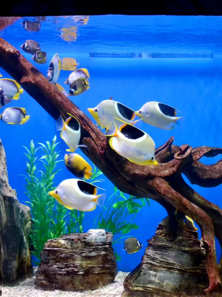 带小朋友在烟台海昌鲸鲨海洋公园畅游🐳