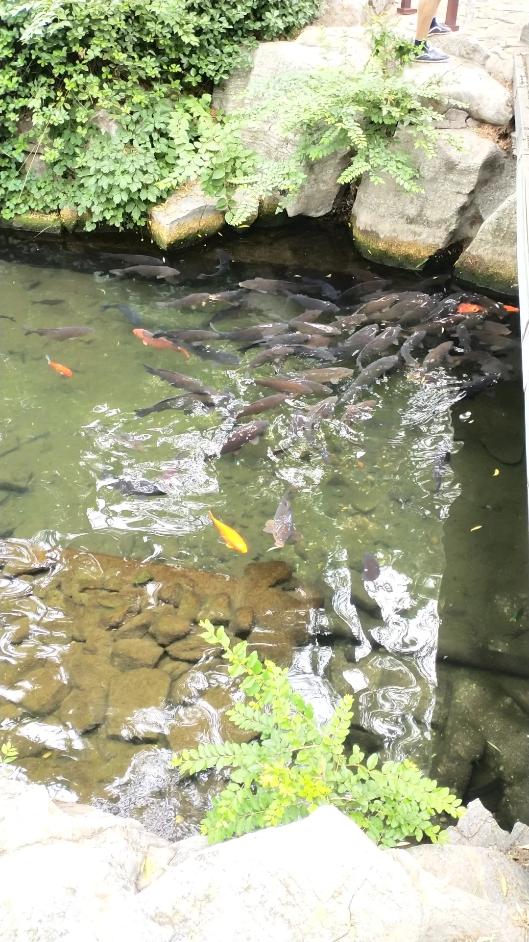 来济南溜达的一天