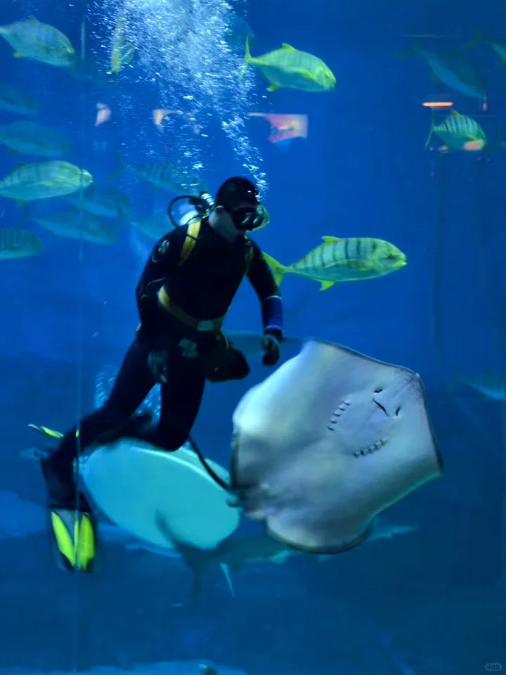 带小朋友在烟台海昌鲸鲨海洋公园畅游🐳