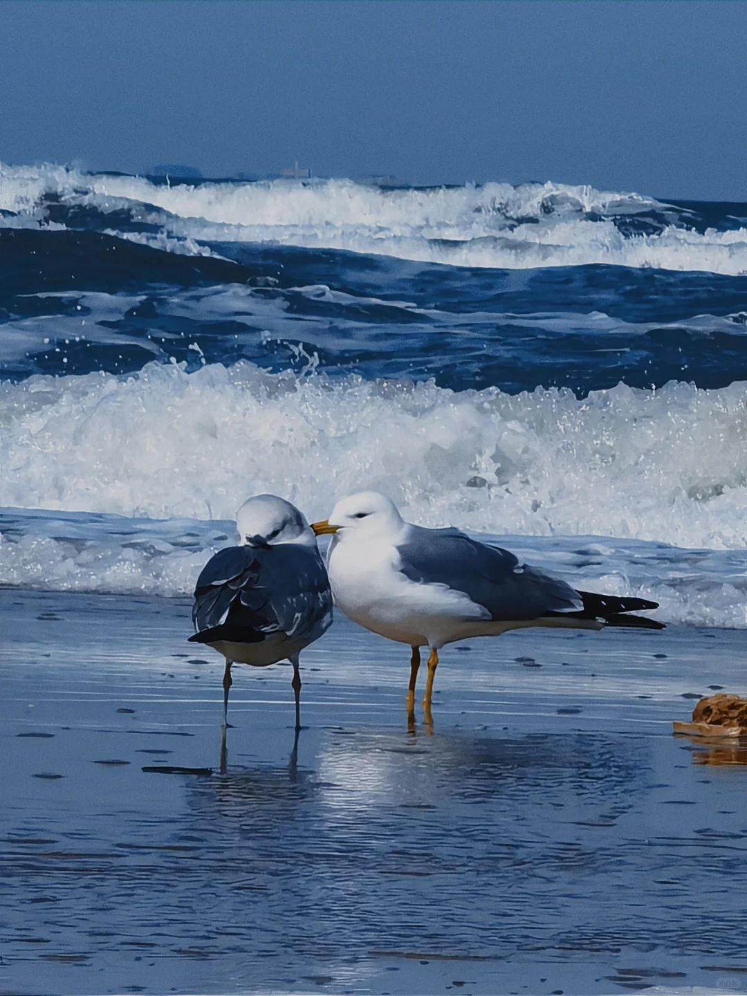 在烟台听海浪拍岸 看海鸥盘旋