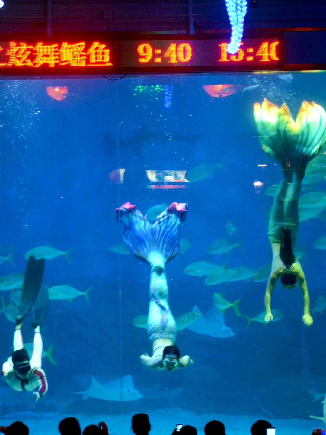 带小朋友在烟台海昌鲸鲨海洋公园畅游🐳