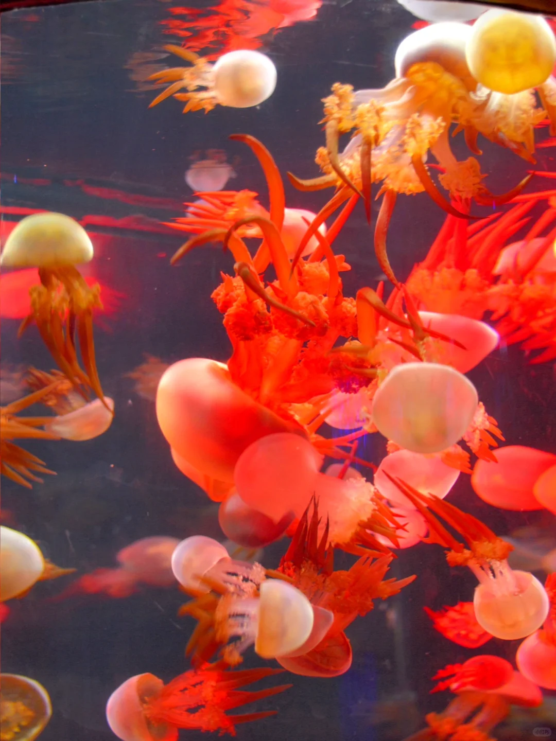 带小朋友在烟台海昌鲸鲨海洋公园畅游🐳