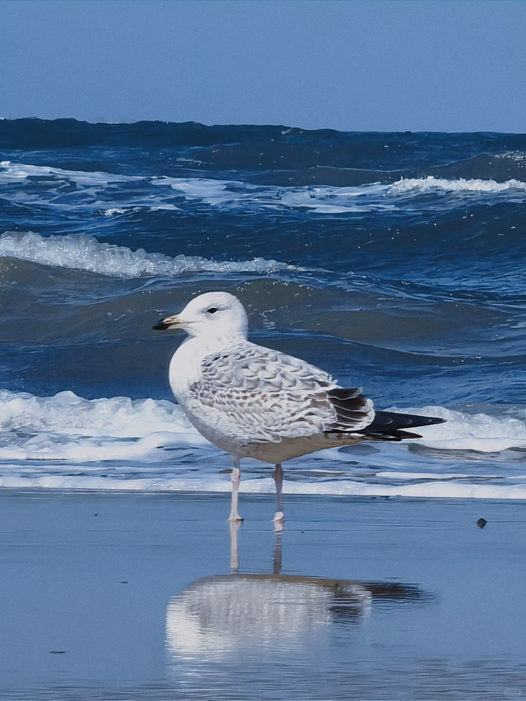 在烟台听海浪拍岸 看海鸥盘旋