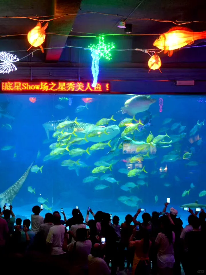 带小朋友在烟台海昌鲸鲨海洋公园畅游🐳