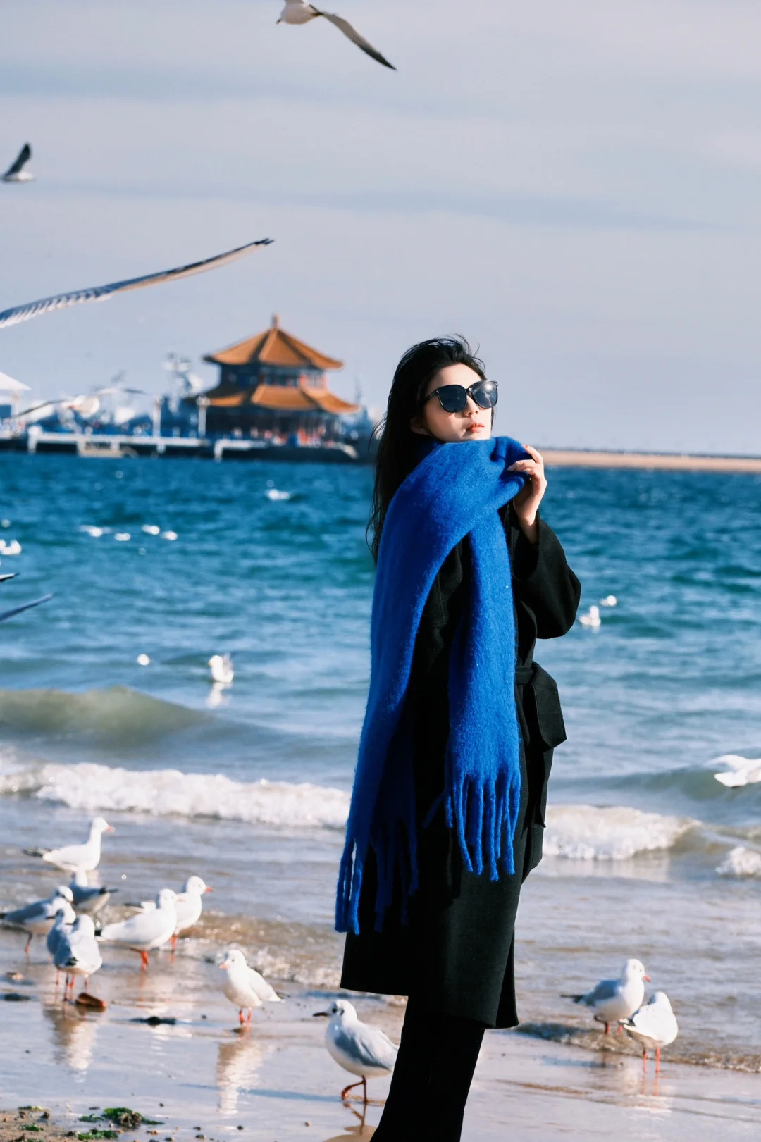 青岛进入海鸥季🕊️该去拍海鸥了（附攻略