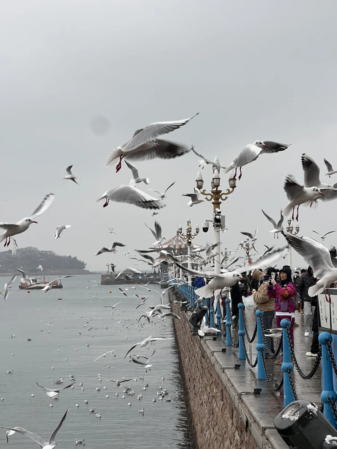 青岛栈桥粉丝/家禾免费拍