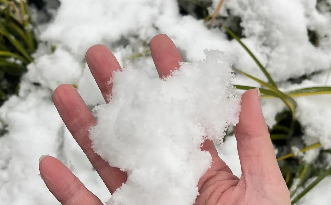 12.13 实况 ❄️青岛还在下雪～