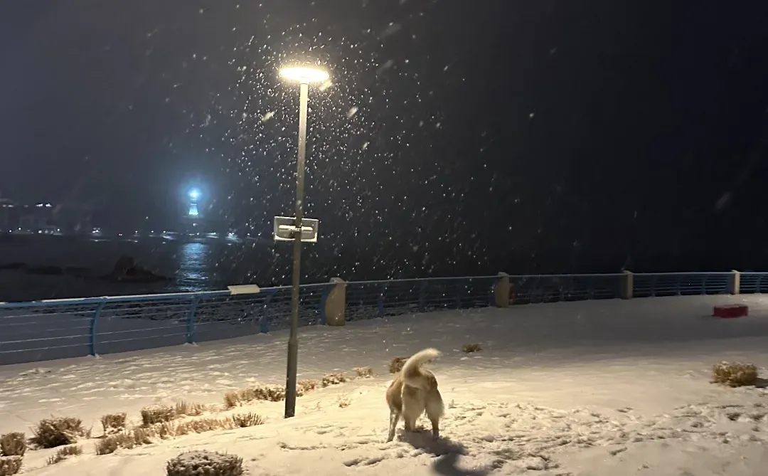 一觉醒来，青岛变成了冰雪世界❄️