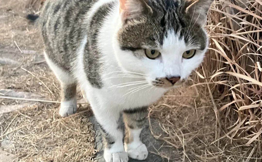 12.11小麦岛实况