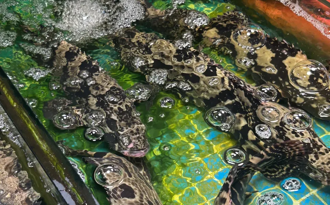 青岛真的是越冷越美啊🌊