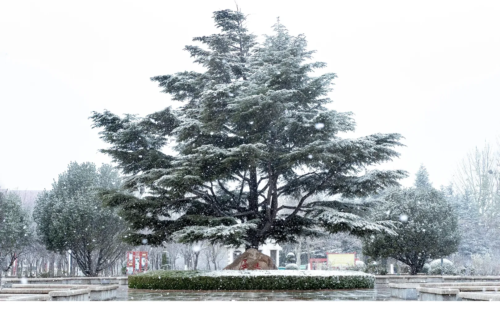 你想跟谁坐在这把椅子上，看今年的第一场雪