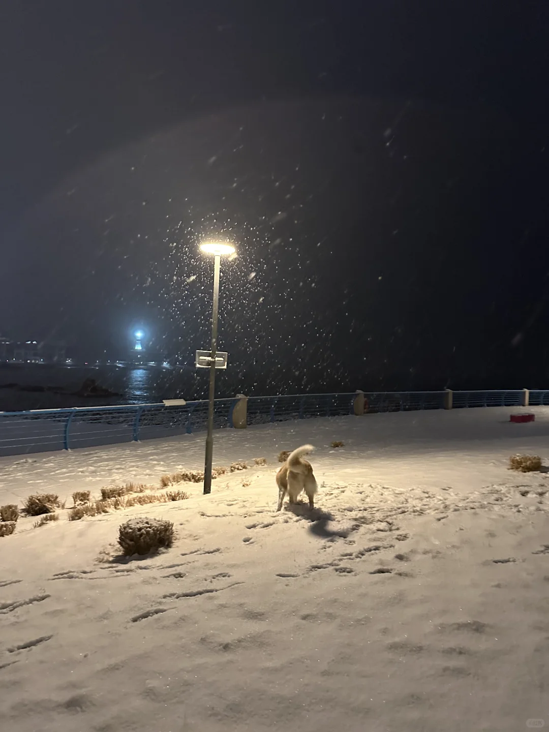 一觉醒来，青岛变成了冰雪世界❄️