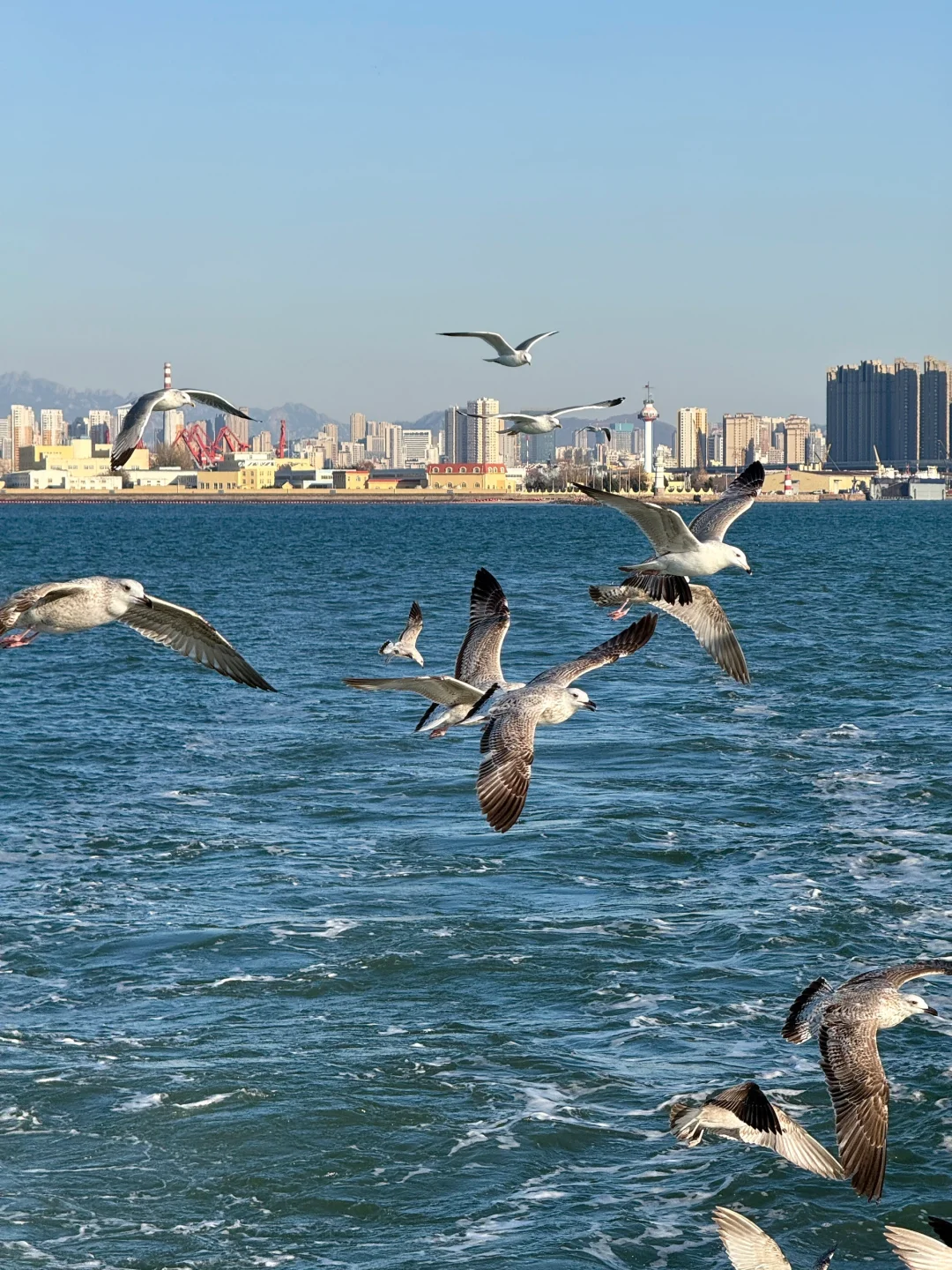 淡季青岛…plog🌊