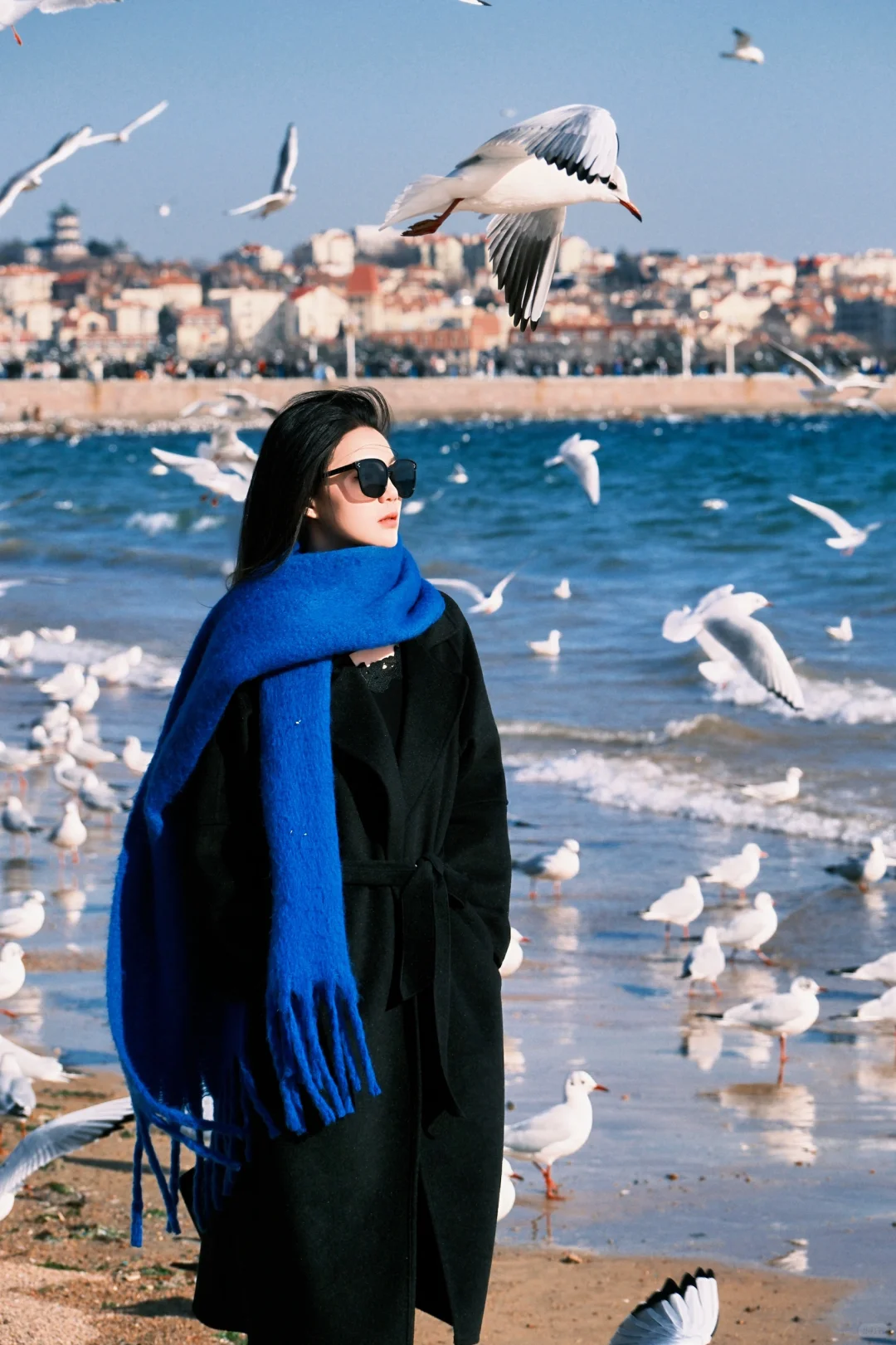 青岛进入海鸥季🕊️该去拍海鸥了（附攻略