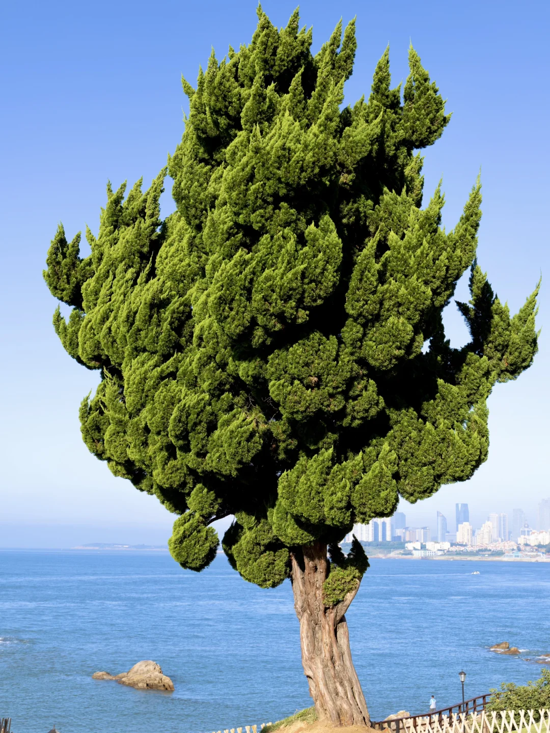 青岛最好的地方都是免费的！