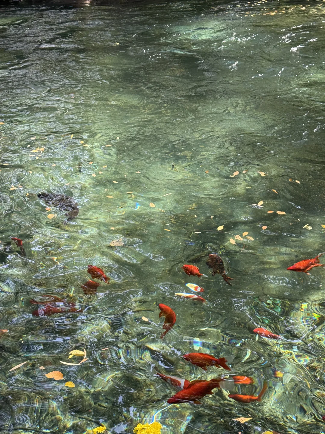 📍济南｜总滴来趟！！