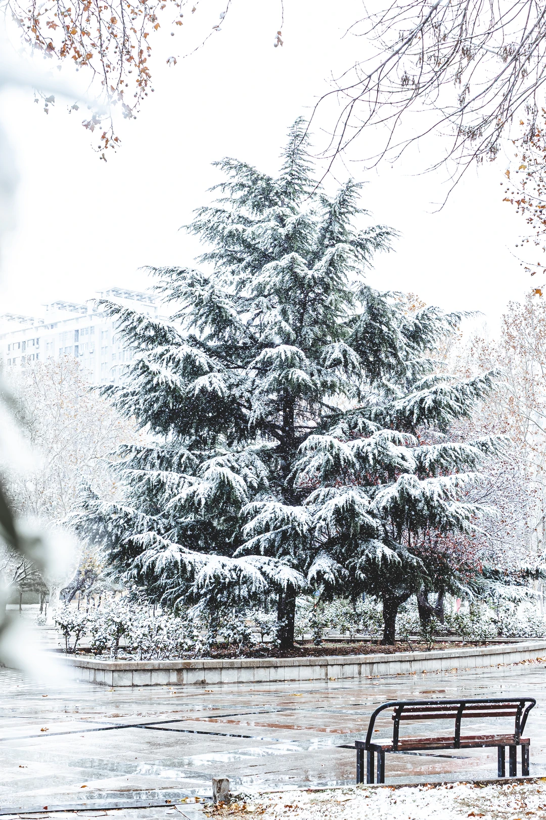 你想跟谁坐在这把椅子上，看今年的第一场雪