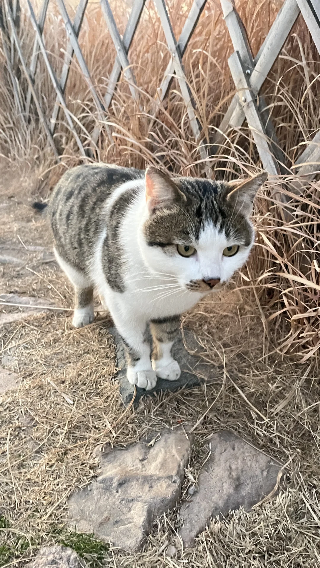 12.11小麦岛实况