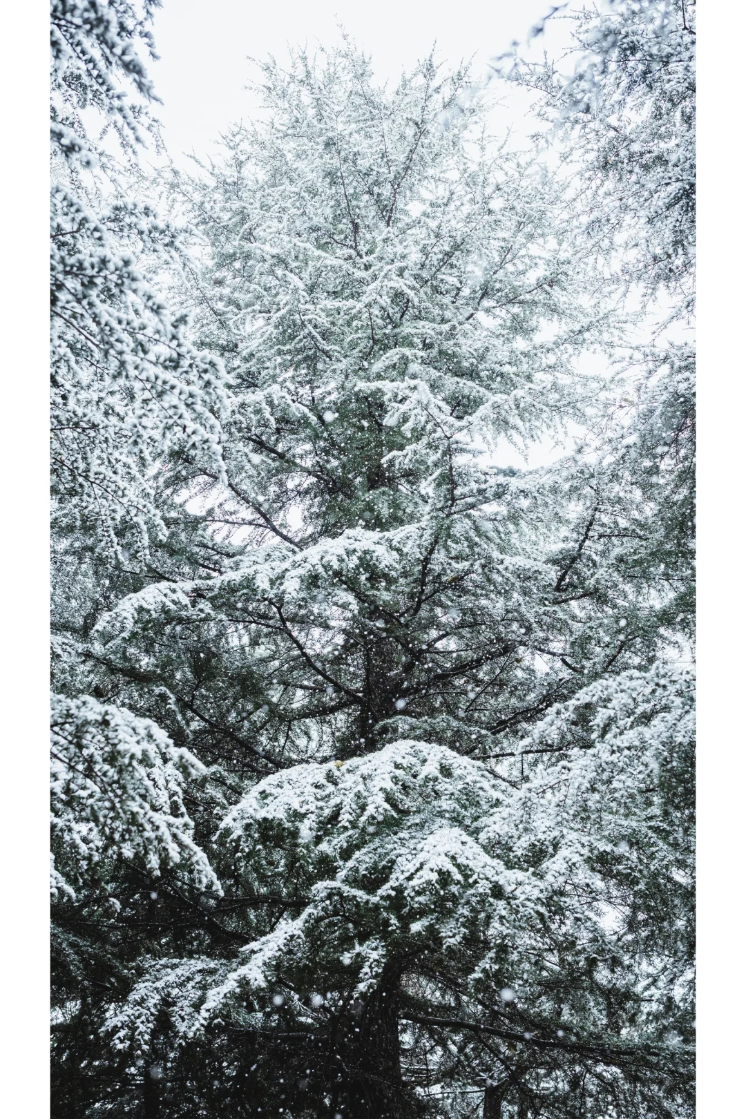 你想跟谁坐在这把椅子上，看今年的第一场雪