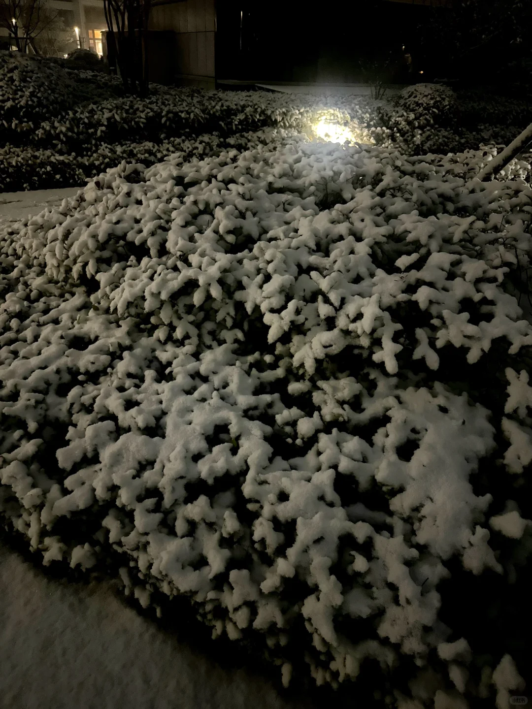 2025年双十二夜晚，青岛的初雪太浪漫了❄️