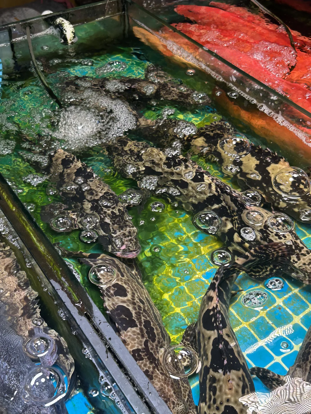 青岛真的是越冷越美啊🌊