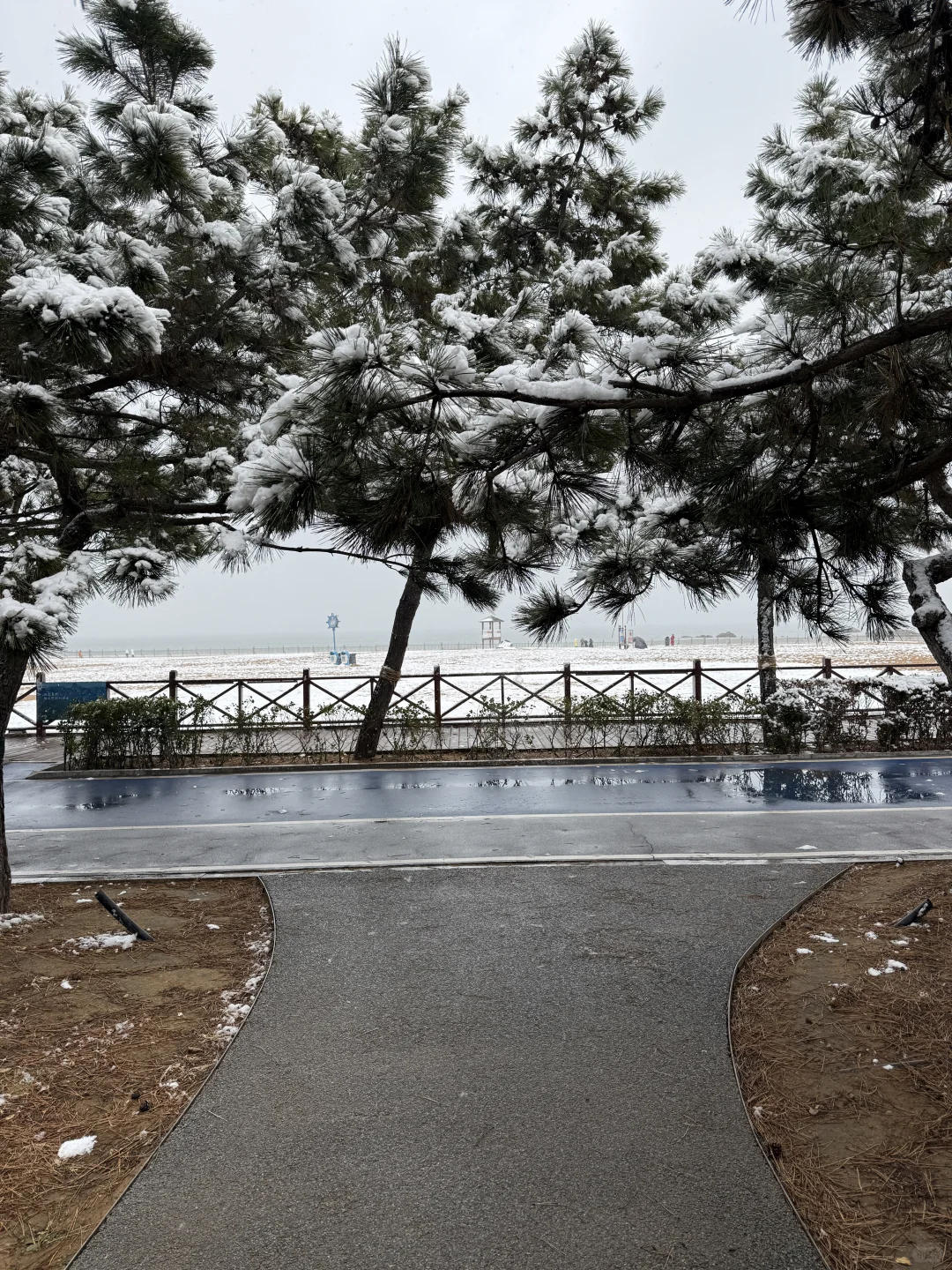 12.13实况，青岛初雪❄️！！美到失语