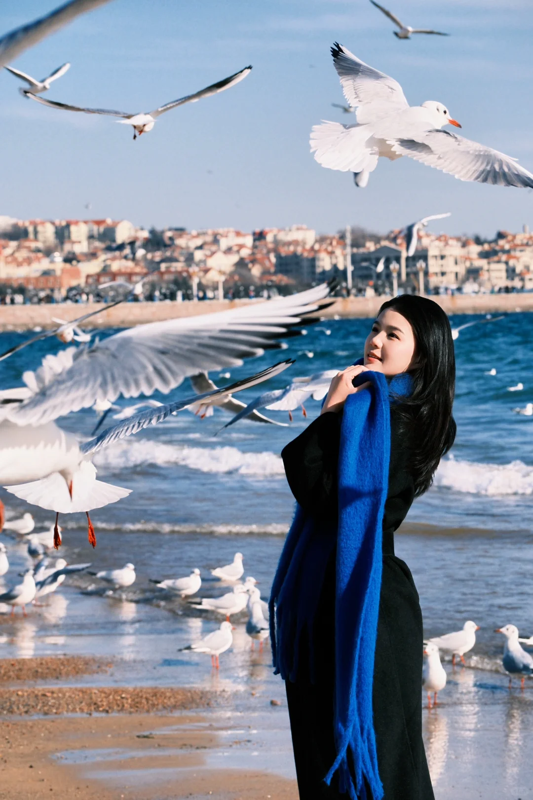青岛进入海鸥季🕊️该去拍海鸥了（附攻略