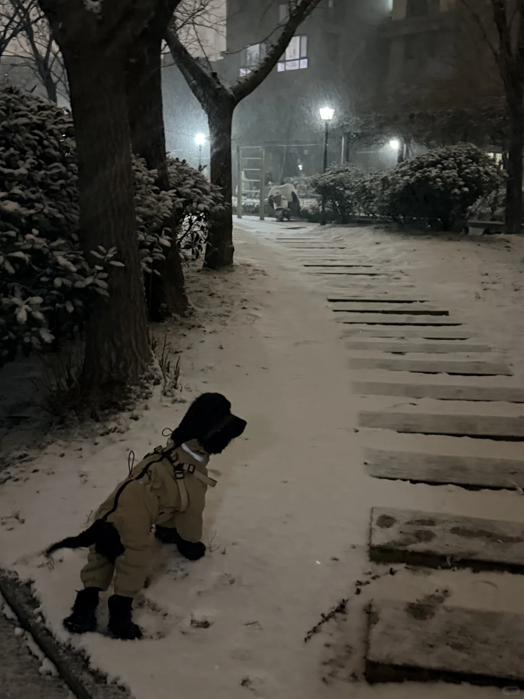 黄岛人！别睡了出门玩雪！！！！！！