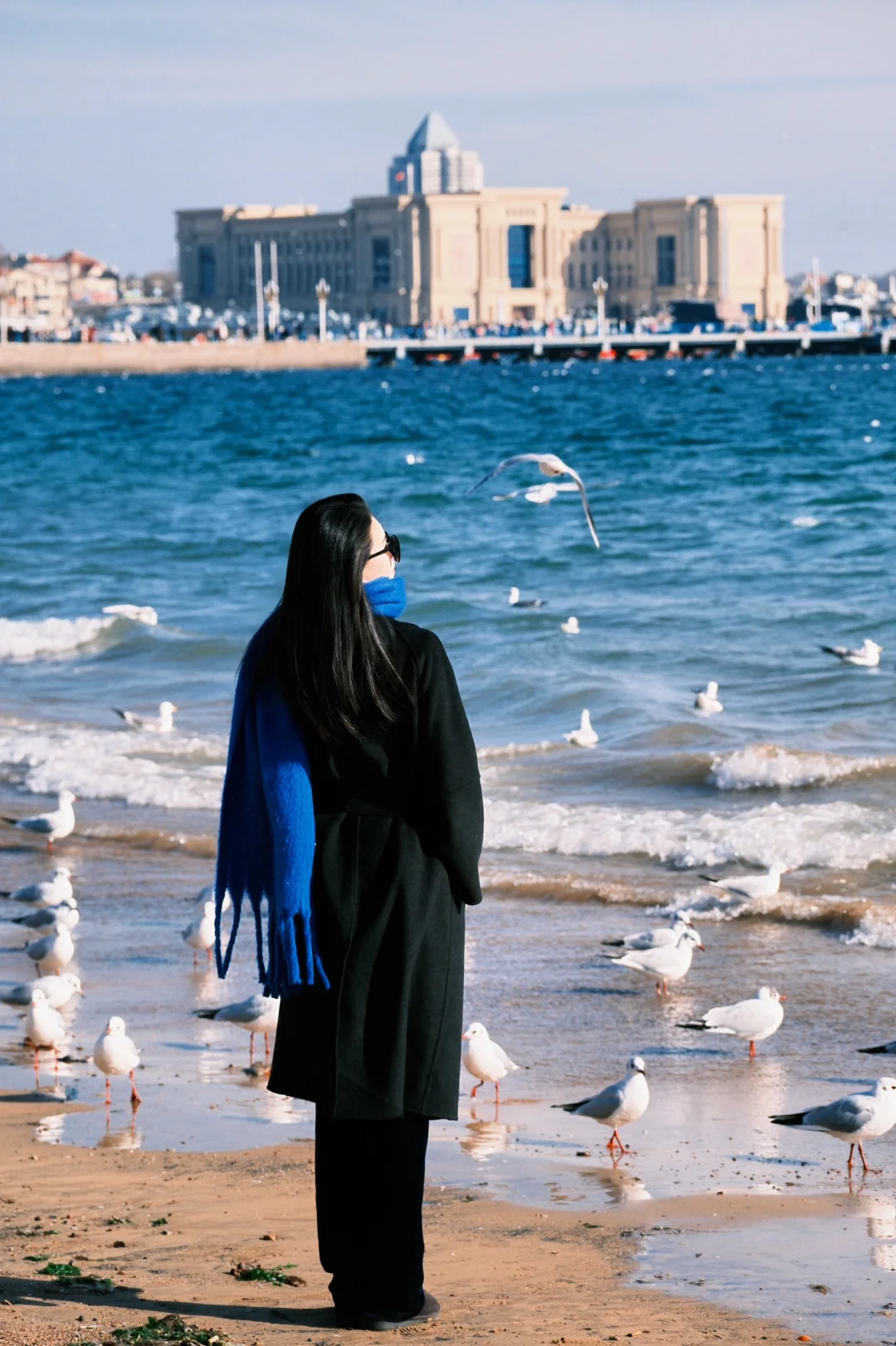 青岛进入海鸥季🕊️该去拍海鸥了（附攻略
