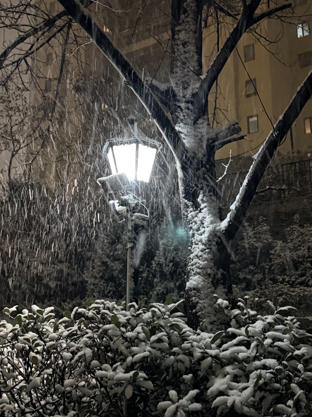 黄岛人！别睡了出门玩雪！！！！！！