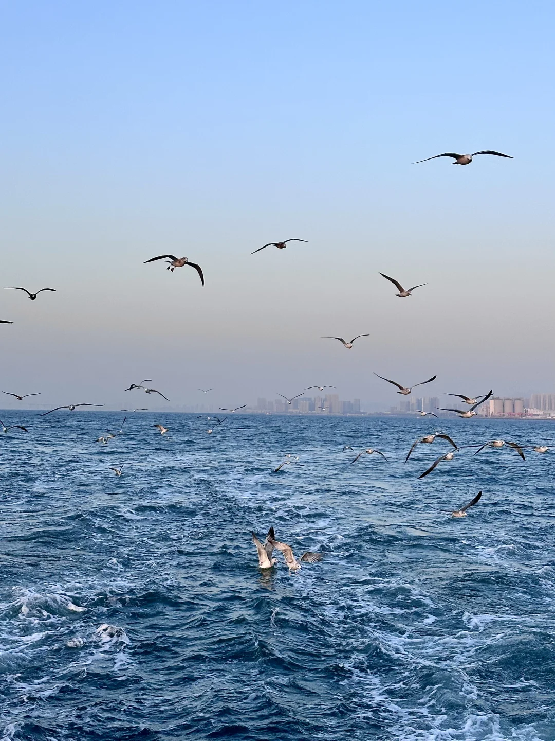 来青岛花的最值钱的。。。。。