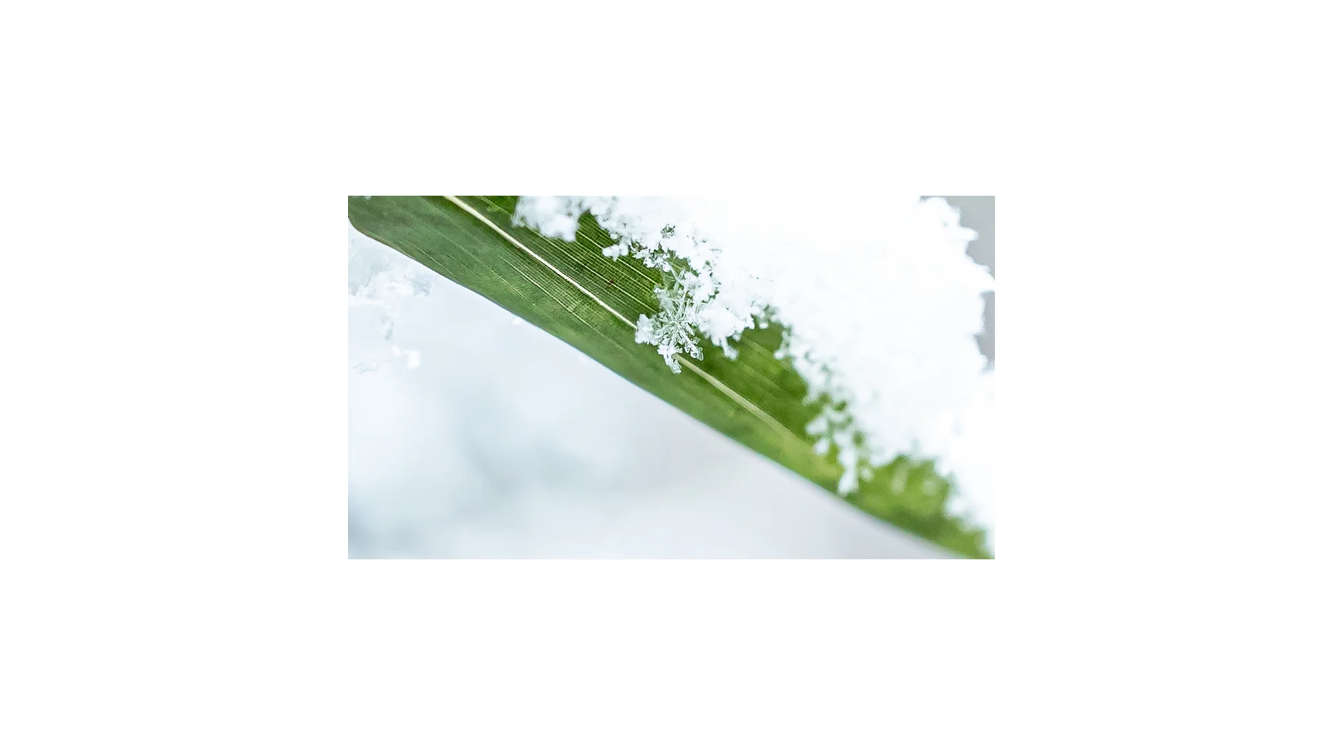 你想跟谁坐在这把椅子上，看今年的第一场雪