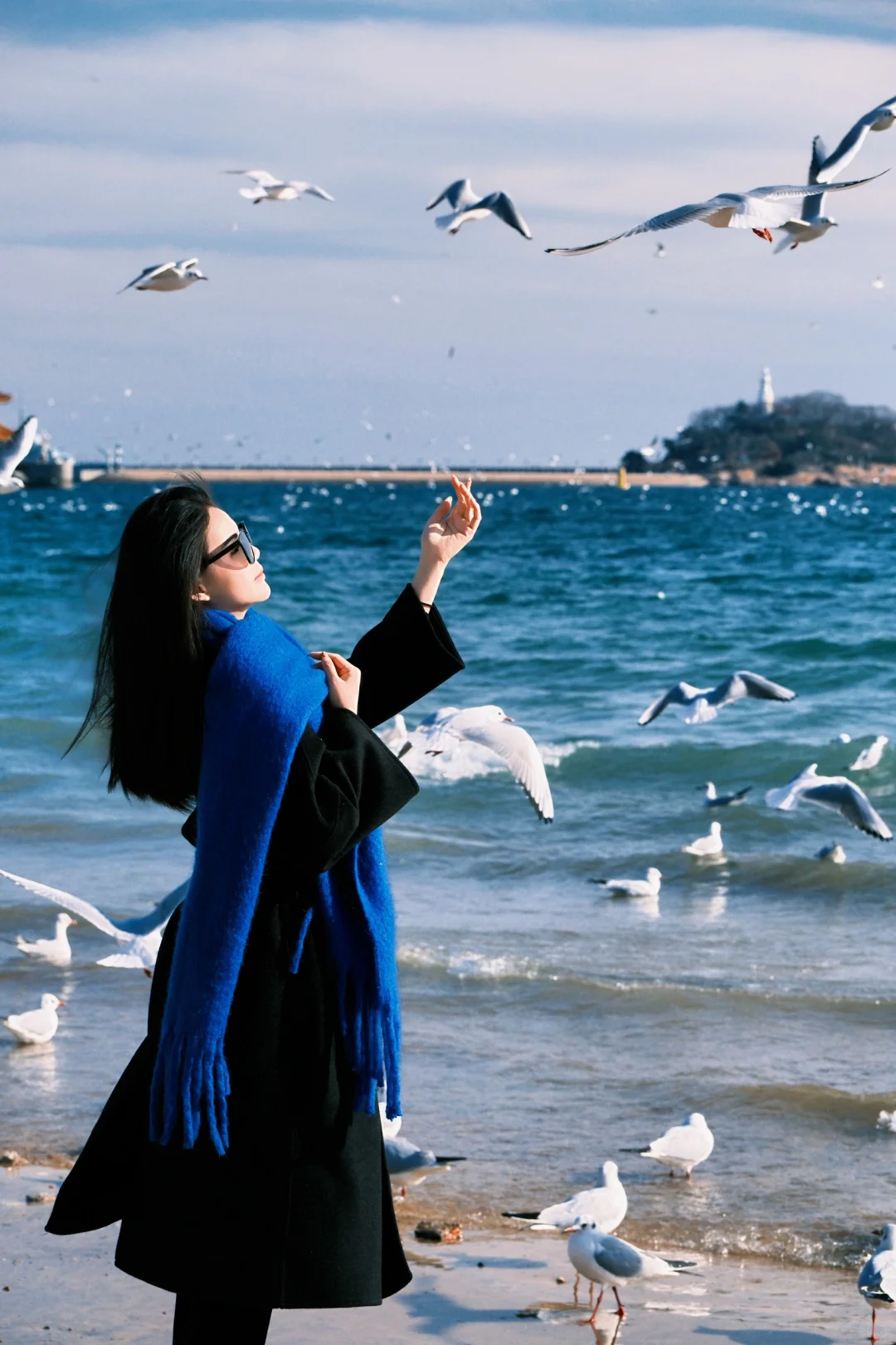 青岛进入海鸥季🕊️该去拍海鸥了（附攻略