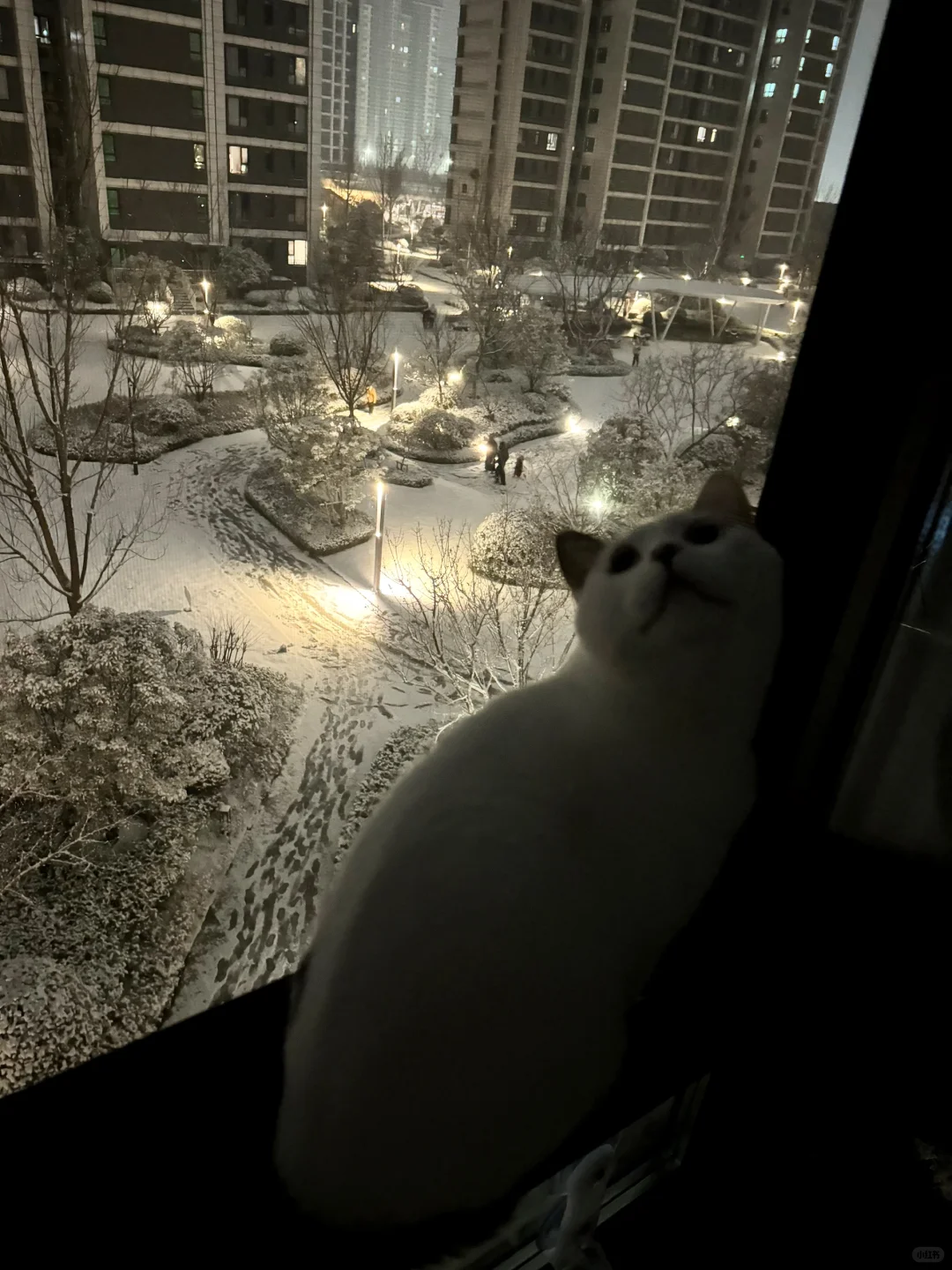 2025年双十二夜晚，青岛的初雪太浪漫了❄️