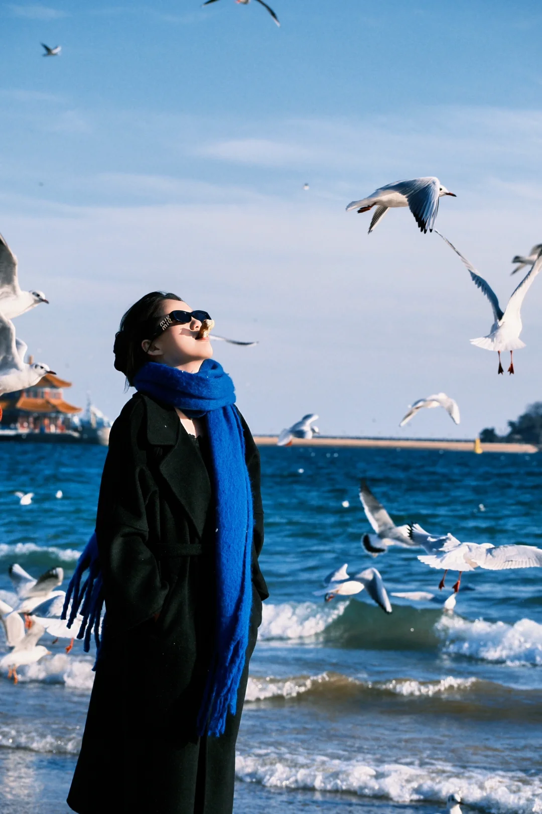 青岛进入海鸥季🕊️该去拍海鸥了（附攻略