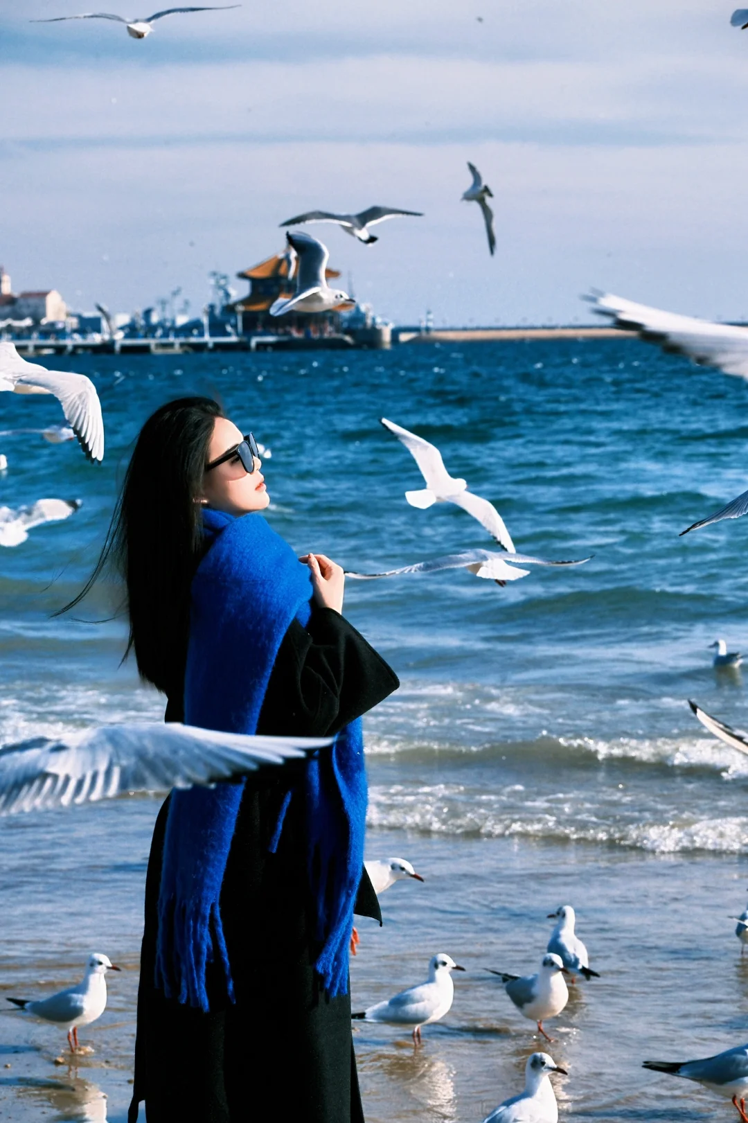 青岛进入海鸥季🕊️该去拍海鸥了（附攻略