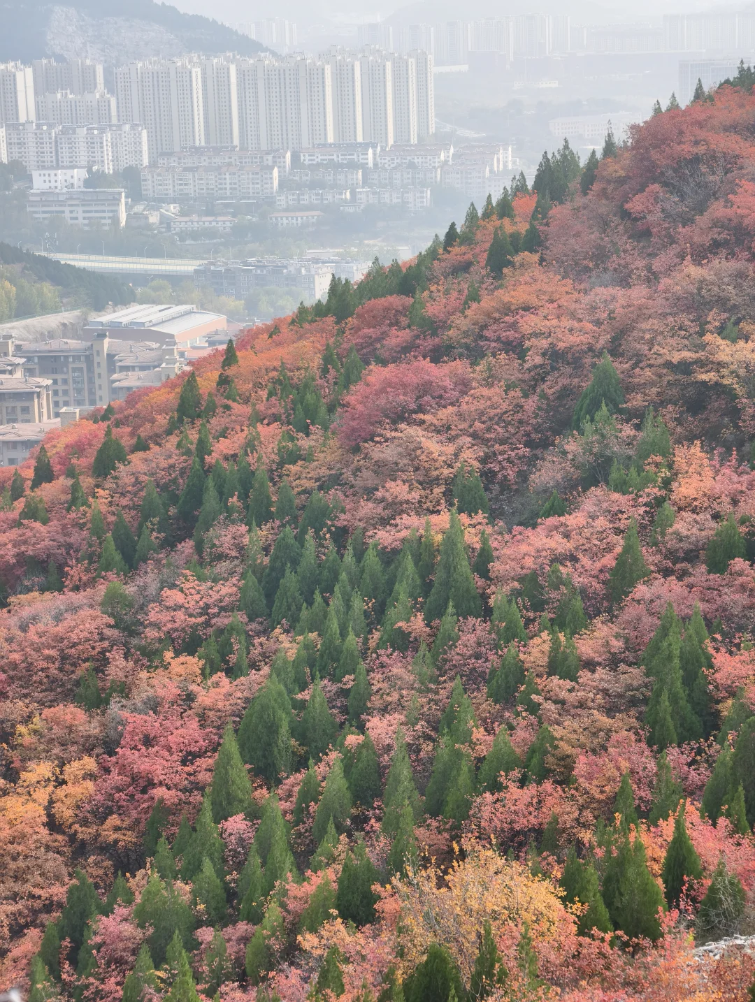 老舍没骗人秋天请到济南来看看吧